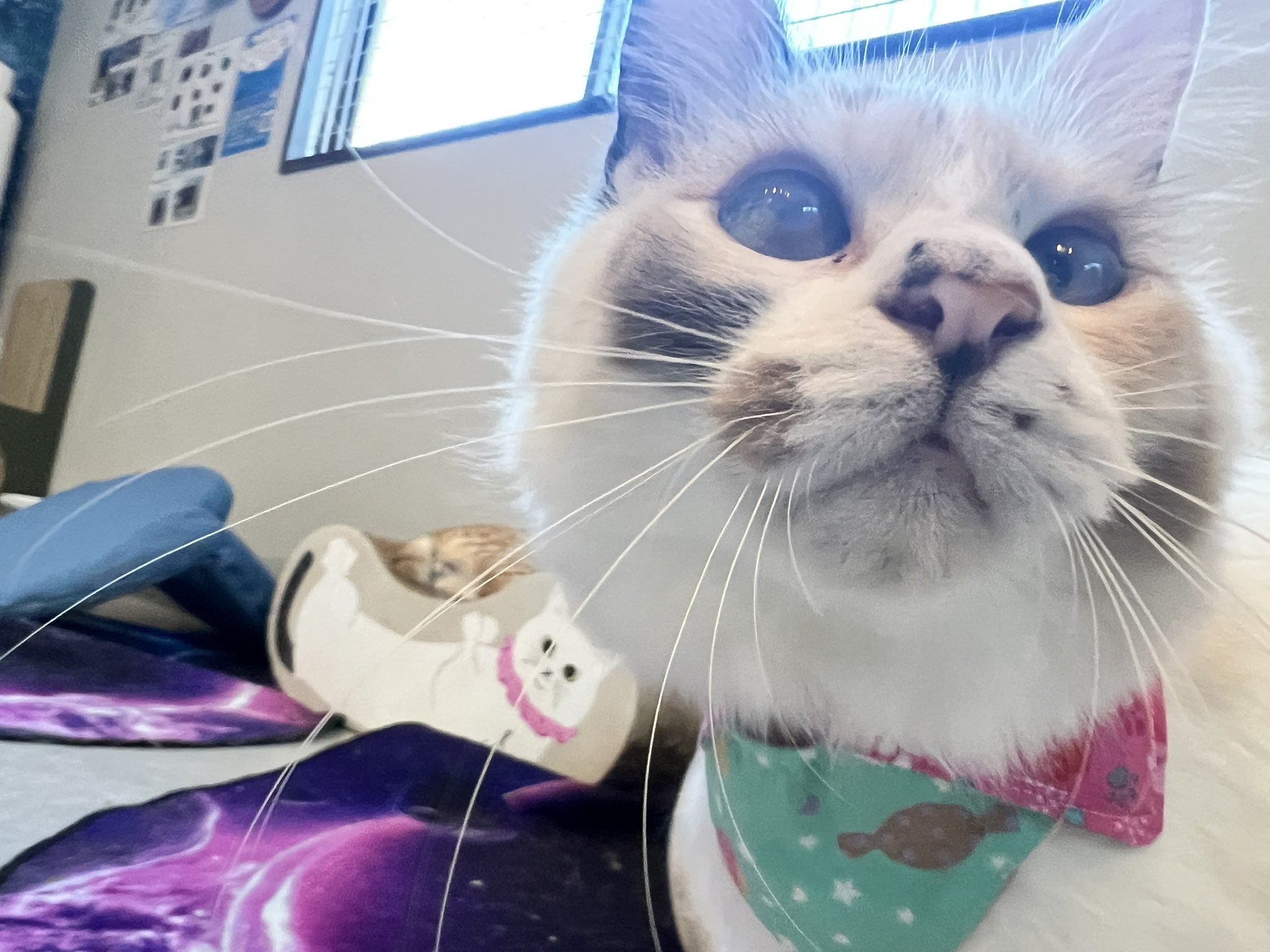 あかさたな様❁専用ページ セキセイ アゾン クリアポケットフタ付 A4サイズ 20枚入 AZ-975