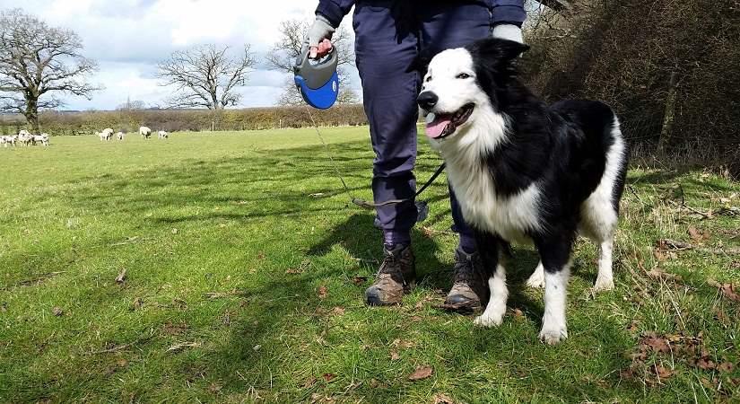 🐶 Happy International Dog Day! Celebrate with a walk in Surrey’s countryside 🌿 Please keep dogs on leads, pick up after them and stick to paths. 📣 Professional dog walkers, please sign up to our dog walking code of conduct 👉 orlo.uk/Dog_walking_mA…