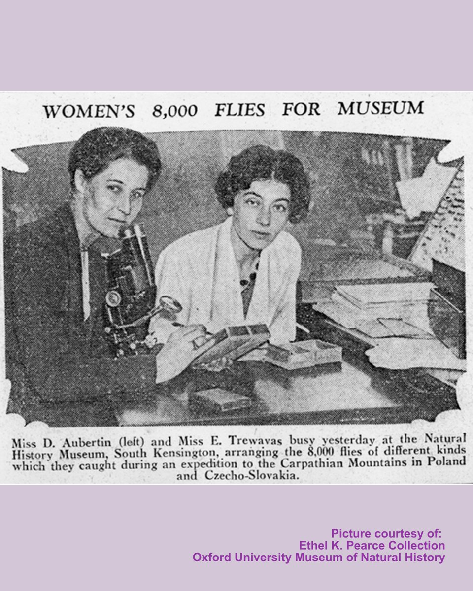 NHM_Digitise's tweet photo. This newspaper clipping from the Ethel K. Pearce collection @morethanadodo shows NHM scientists Daphne Aubertin (1902-1970) and Ethelwynn Trewavas (1900-1993) working with their discoveries from the Tatra Mountains at the Natural History Museum in 1932. https://t.co/hIRzd3WVAV