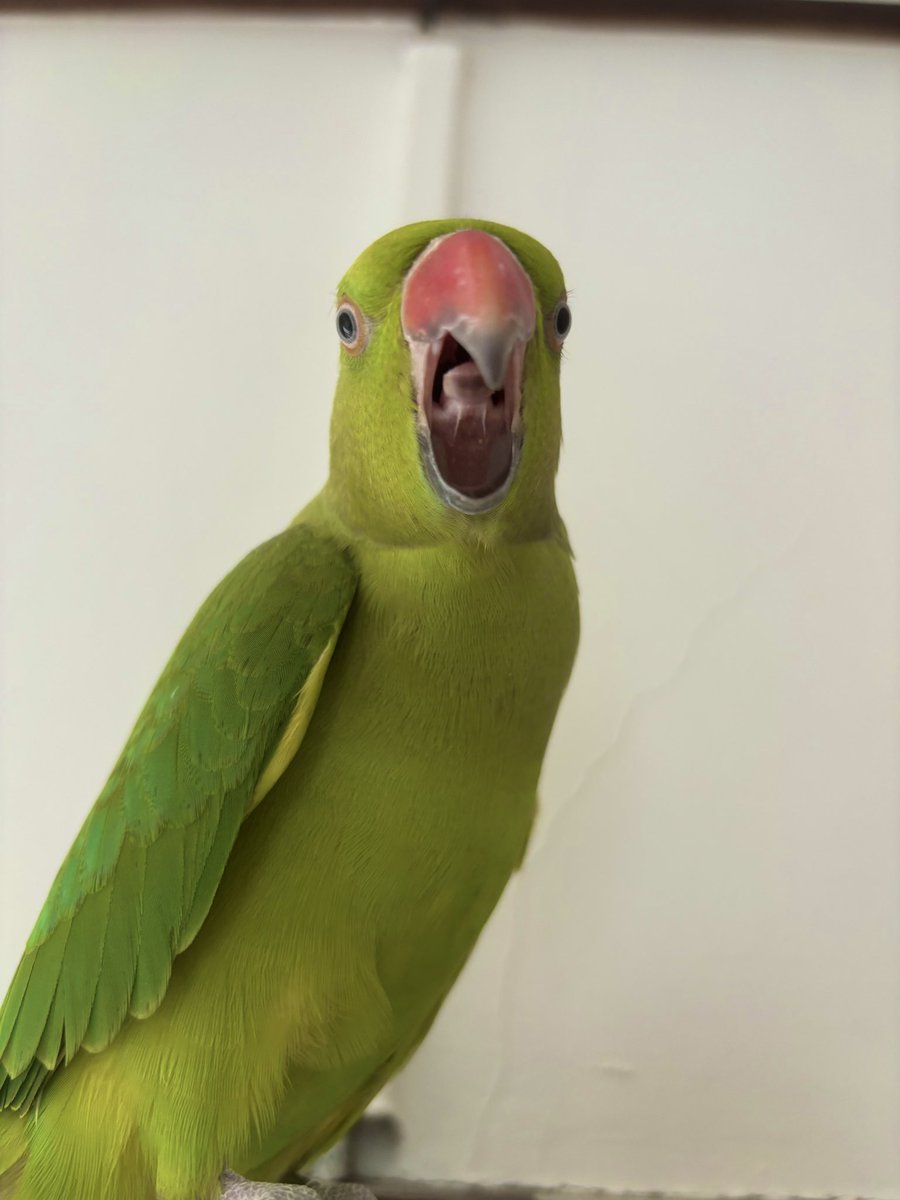 HUAWEI - すかいんこ ホンセイインコ | 動物図鑑 | ZFC.jp