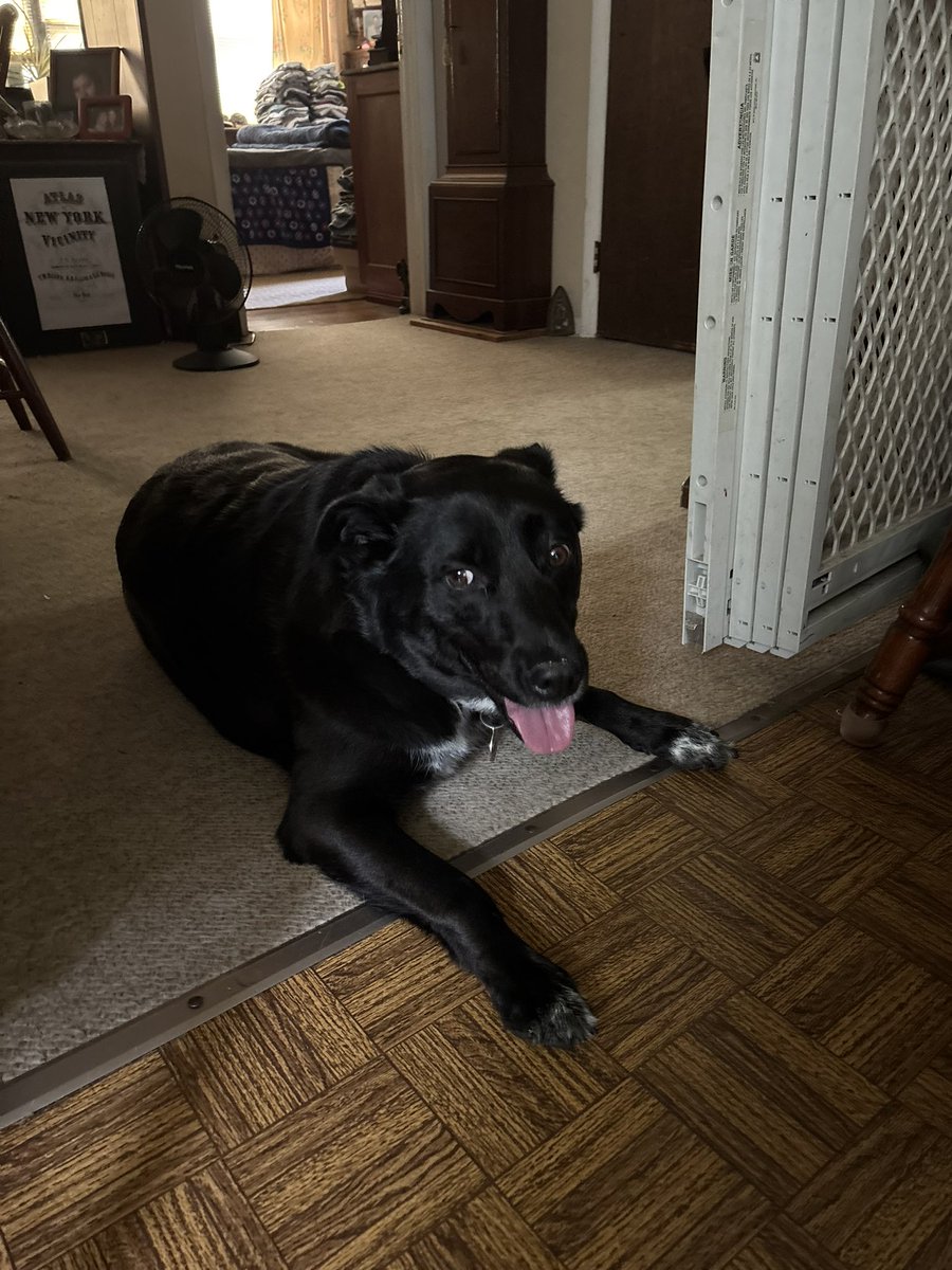 Happy National Dog Day! Oreo Leavy