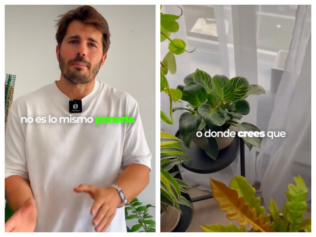 Álvaro Pedrera, experto en plantas : "Si las hojas tienen las puntas secas, no es problema de riego, sino de humedad ambiental" 

➡️ directoalpaladar.com/huerto/alvaro-…