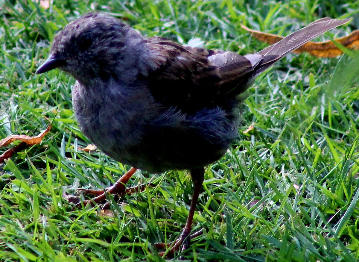 Borders Dexy (@dexysrun) on Twitter photo A Trio of Birds in the Garden <a href="/Natures_Voice/">RSPB</a> <a href="/birdingplaces/">Birdingplaces</a>
<a href="/RSPBScotland/">RSPB Scotland</a> #BirdsOfTwitter #BirdsSeenIn2025 #NatureBeauty #birdwatching <a href="/Britnatureguide/">The British Nature Guide</a>
#TwitterNatureCommunity #BirdsUp
<a href="/RSPBbirders/">RSPB Birders</a> <a href="/wildbirdtrust/">The Wild Bird Trust</a> <a href="/NatureScot/">NatureScot</a> A Trio of Birds in the Garden <a href="/Natures_Voice/">RSPB</a> <a href="/birdingplaces/">Birdingplaces</a>
<a href="/RSPBScotland/">RSPB Scotland</a> #BirdsOfTwitter #BirdsSeenIn2025 #NatureBeauty #birdwatching <a href="/Britnatureguide/">The British Nature Guide</a>
#TwitterNatureCommunity #BirdsUp
<a href="/RSPBbirders/">RSPB Birders</a> <a href="/wildbirdtrust/">The Wild Bird Trust</a> <a href="/NatureScot/">NatureScot</a>