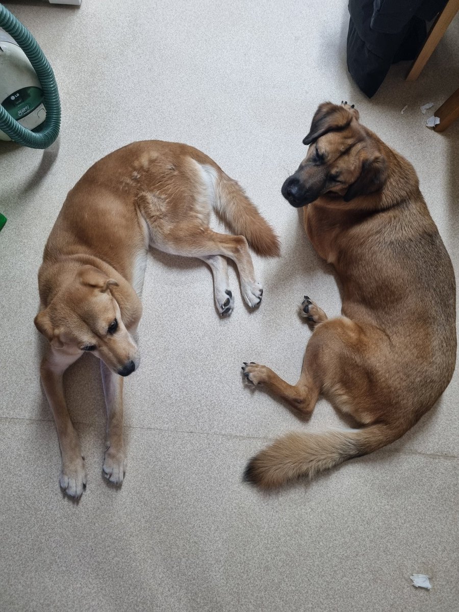 저런! 강아지가 없다니!
하하전두마린데