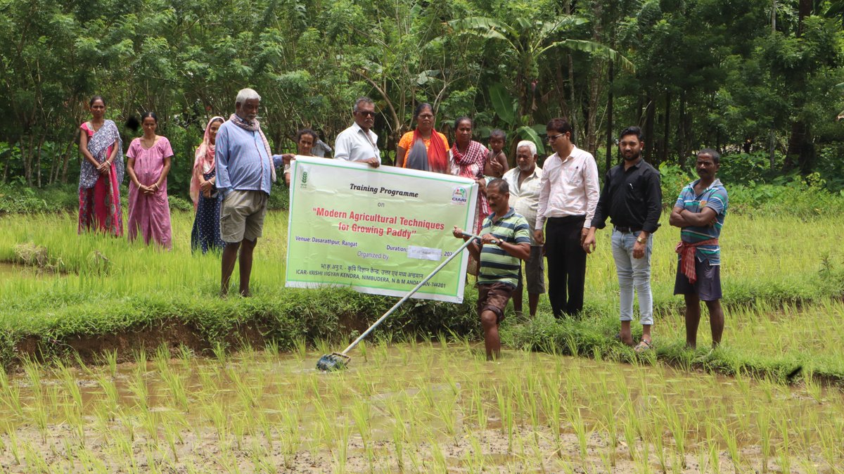 CIARIPortblair's tweet image. ICAR–KVK Nimbudera held a 3-day training (21–23 Aug) at Rangat on Modern Agricultural Techniques for Paddy. Sessions covered PMFBY, seed &amp;amp; nutrient mgmt, mechanization, paddy-cum-fish culture &amp;amp; value addition. 👨‍🌾 31 farmers benefited. #ONEICAR
 #PaddyCultivation @icarindia