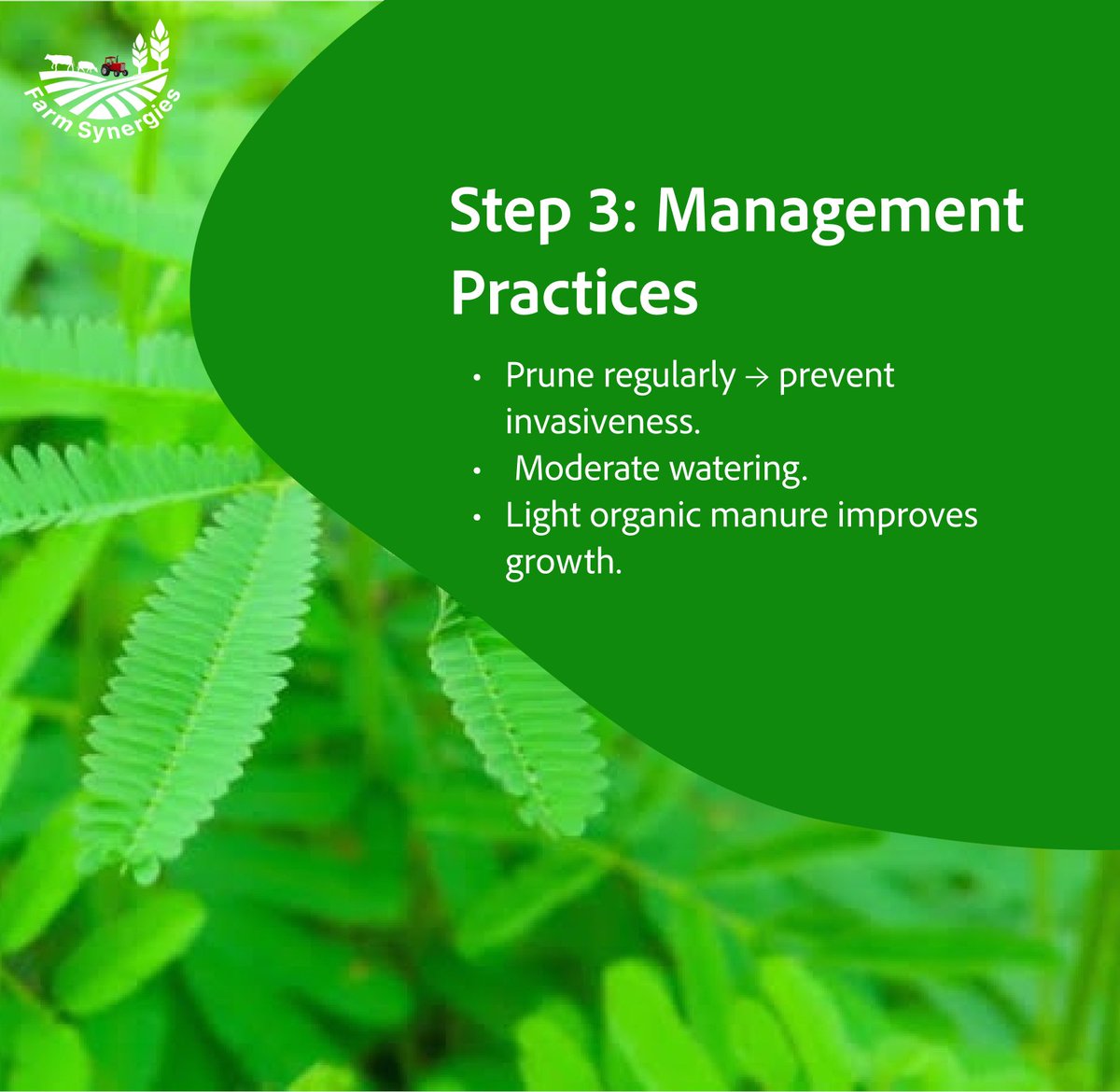 FarmSynergies's tweet photo. 🌱 The “shy” plant, Mimosa pudica, folds when touched—but beyond the play, it holds rich medicinal value &amp; beauty. With the right care, a tiny seed can become a graceful shrub.

💬 What do you call it in your local dialect?

#FarmSynergies #MimosaPudica #SensitivePlant https://t.co/9nZoa1bPit
