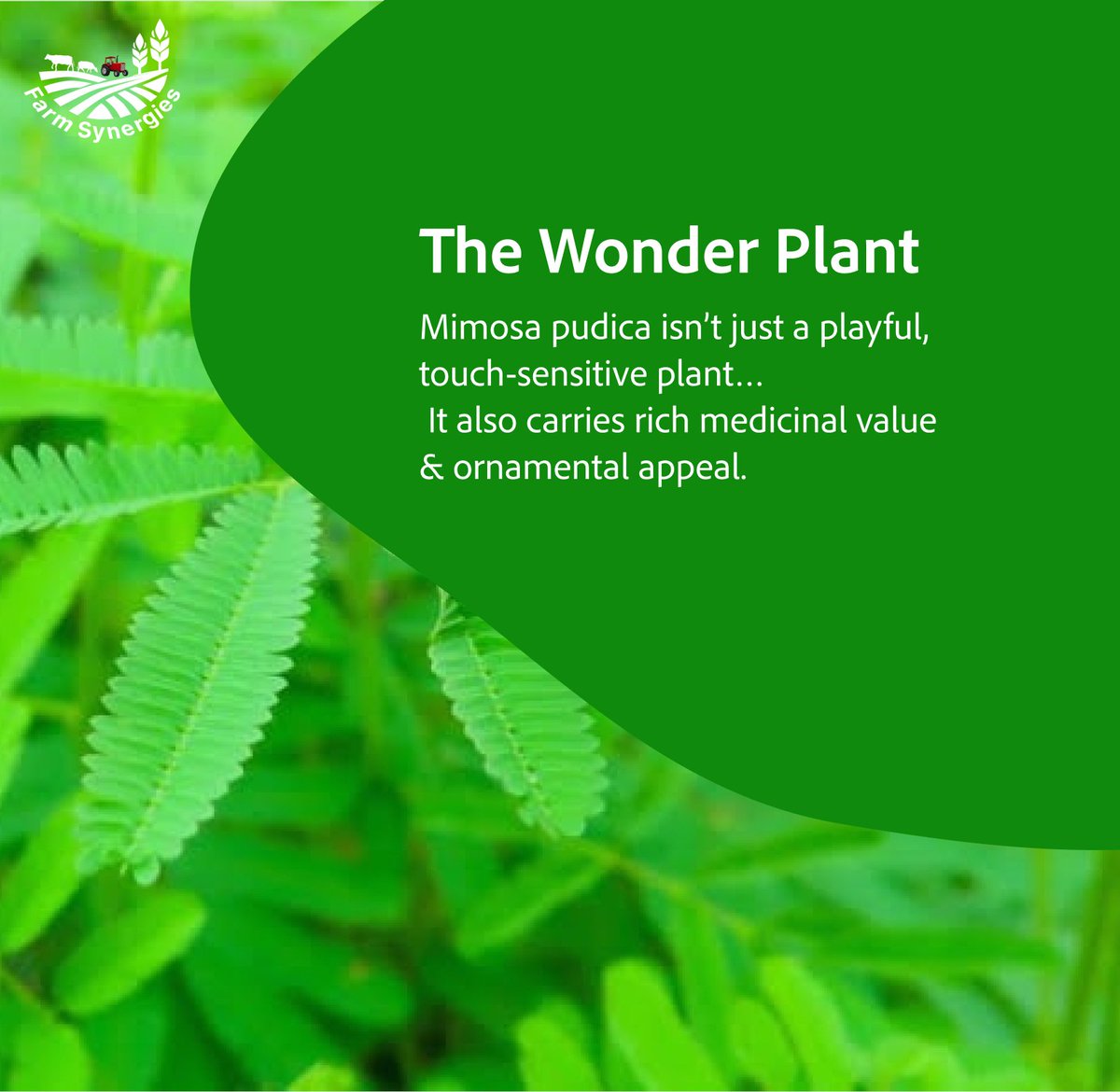 FarmSynergies's tweet photo. 🌱 The “shy” plant, Mimosa pudica, folds when touched—but beyond the play, it holds rich medicinal value &amp; beauty. With the right care, a tiny seed can become a graceful shrub.

💬 What do you call it in your local dialect?

#FarmSynergies #MimosaPudica #SensitivePlant https://t.co/9nZoa1bPit