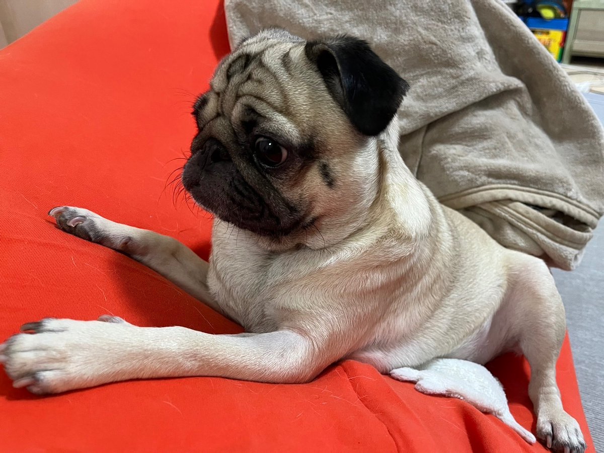 凛々しいだいきち。
Yogiboでリラックス。

#パグ
#犬のいる生活 
#pug
#yogibo