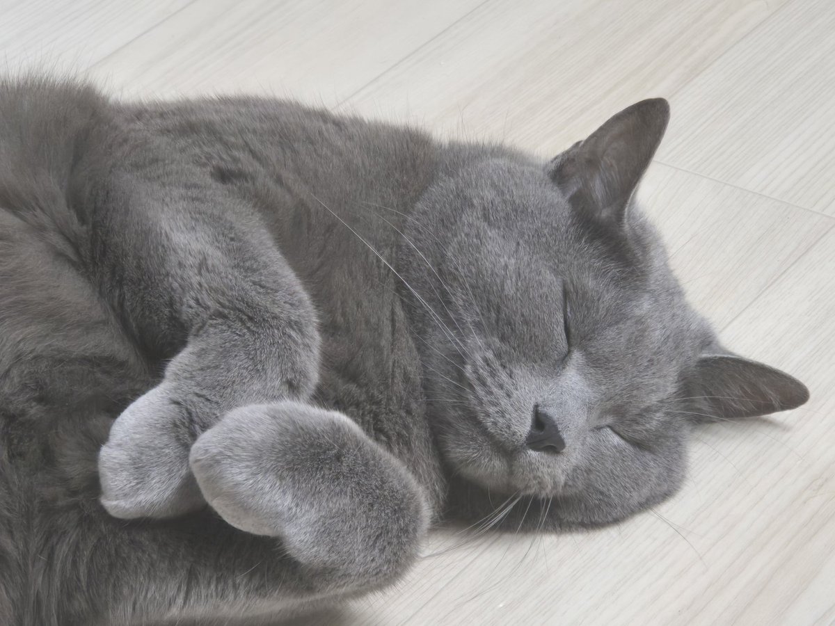 블루베리꿀때지
