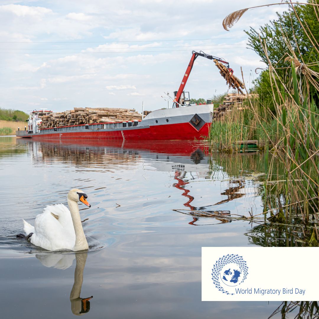 World Migratory Bird Day tweet media