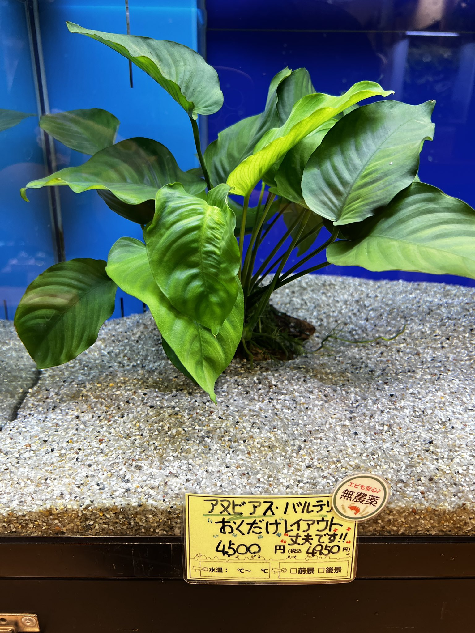 ミクロソリウムsp.サリポイ　流木活着 楽天市場】（水草）ミクロソリウムsp．トライデント付き流木