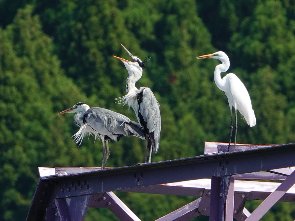 ※2個セット　アオサギとダイサギの頭骨 2個セット アオサギとダイサギの頭骨 アオサギの頭骨 – 京都九条