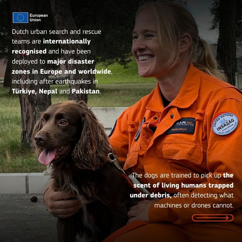 eu_echo's tweet photo. 🐾 This #InternationalDogDay we celebrate not just pets, but heroes on 4 paws.

🇳🇱 Meet Zucky, Mack and Stevie, search and rescue dogs from @USARNL.

Not all heroes wear capes - some wag their tails. 🧡

👉 Swipe to get to know them!