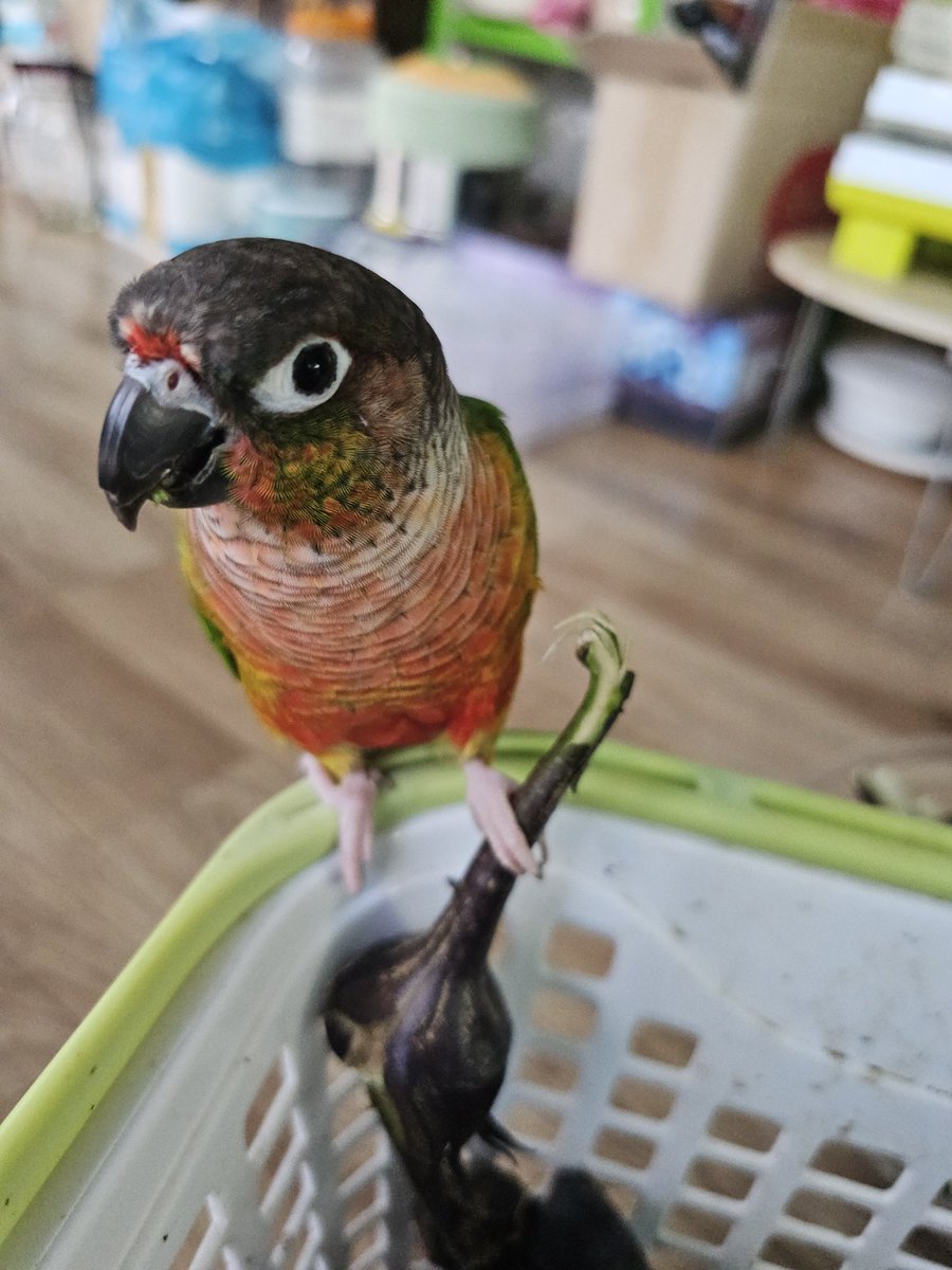 가지 꼭지 욤뇸