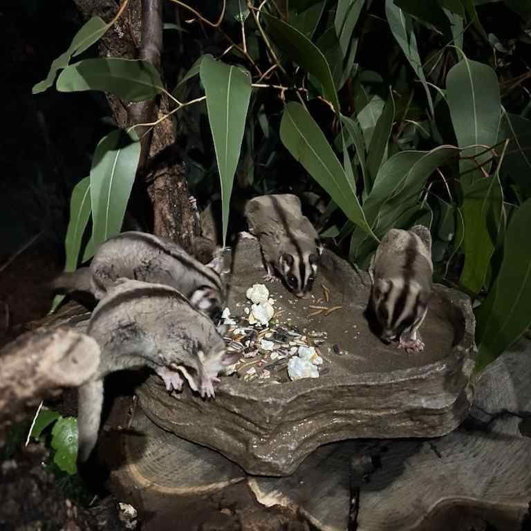 ¿Recordáis a la petauro Ro? Junto con Petau, otro miembro de su especie, vivía en una casa en España como animal de compañía encerrados en una pequeña jaula. Después de recuperarse en AAP, desde 2023 viven en su hogar definitivo 👉 bit.ly/petauro-ro