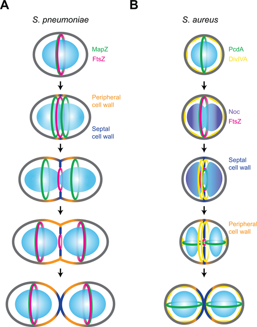 PPPublishing's tweet photo. Without a natural polarity, how does #binaryfission occur in round bacteria? Ramos-León and @RamamurthiLab explore the conserved mechanisms that regulate and facilitate cell division in #cocci, in this #BiochemSocTrans mini-review.https://t.co/8808wCakEM https://t.co/r9SplmTF56