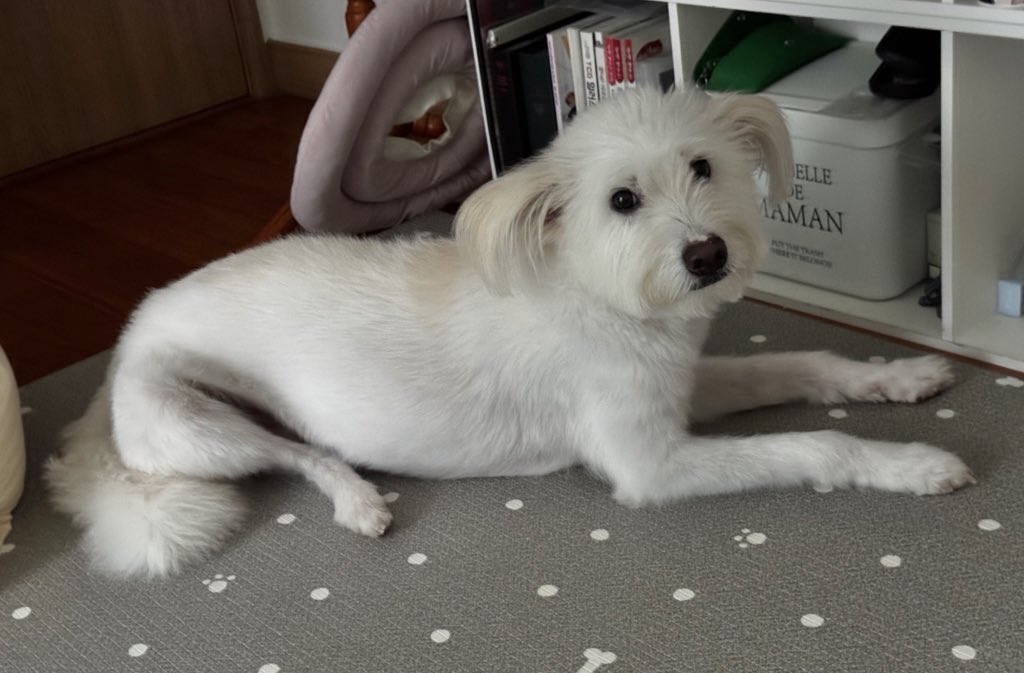 됐어. 너란 아이 참 양갈리안이다.