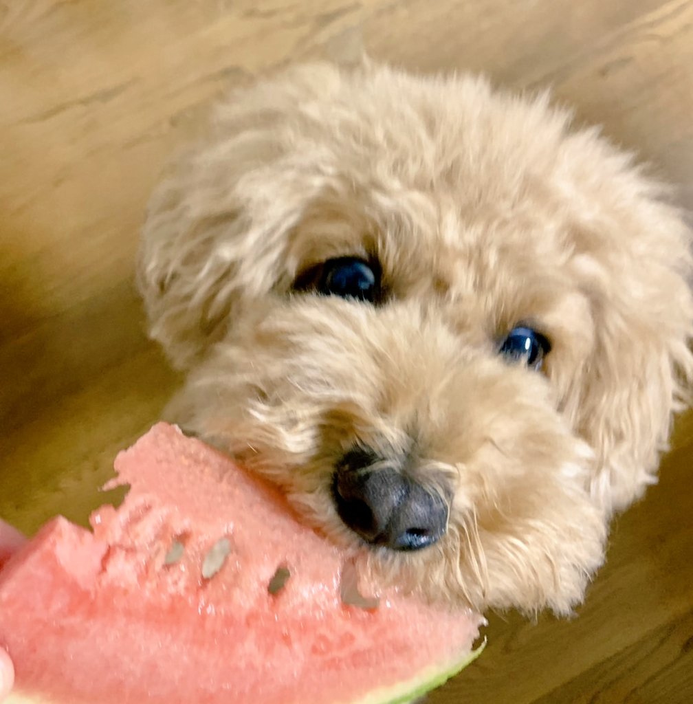 coco5566toi's tweet photo. 今年最後のスイカ🍉大好きなんよ。 https://t.co/4t1UFgw9Gq
