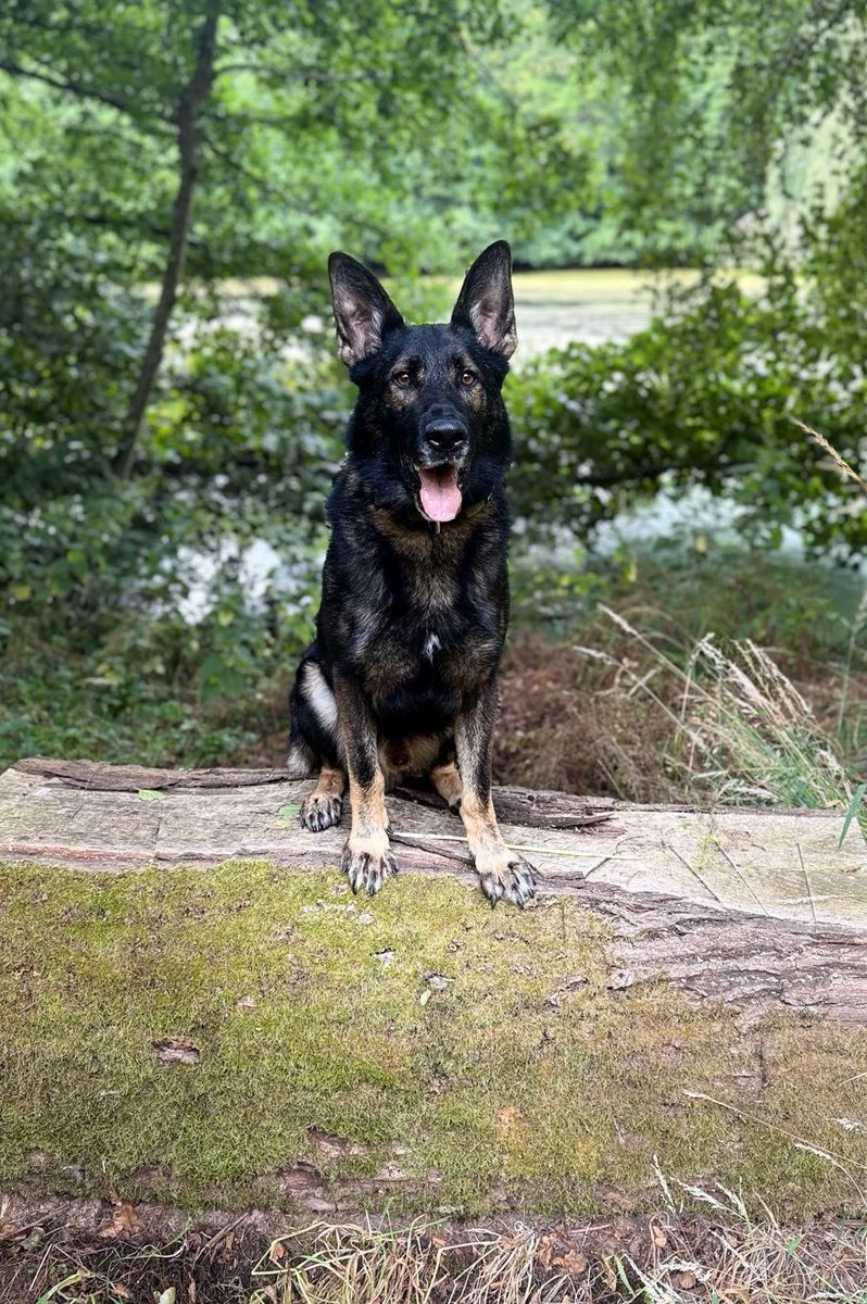Warwickshire Police Dog Section tweet media