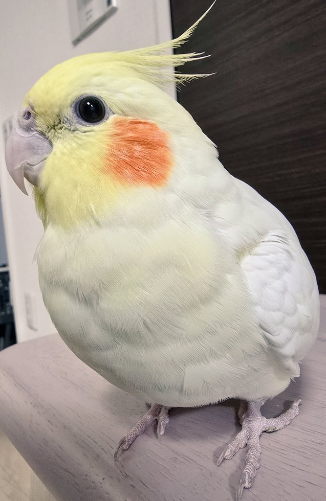 みなさんこんばんは！
おめめまんまるチョコちゃん

#チョコたん #オカメインコ