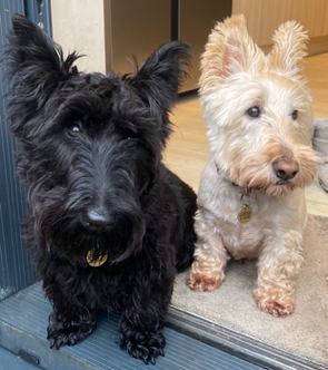 parishofheston's tweet photo. 🐾 Happy National Dog Day! 🐾
We have welcomed Callie, Dina, Dinos and Dash to St Leonard’s, and we’re hoping Bonnie and Sandy will join them (and us!) for our Pet Service on Sunday 5th October at 3:00pm. It will be pawsome! 🐶
#greatandsmall #nationaldogday https://t.co/oj0xfg6juR