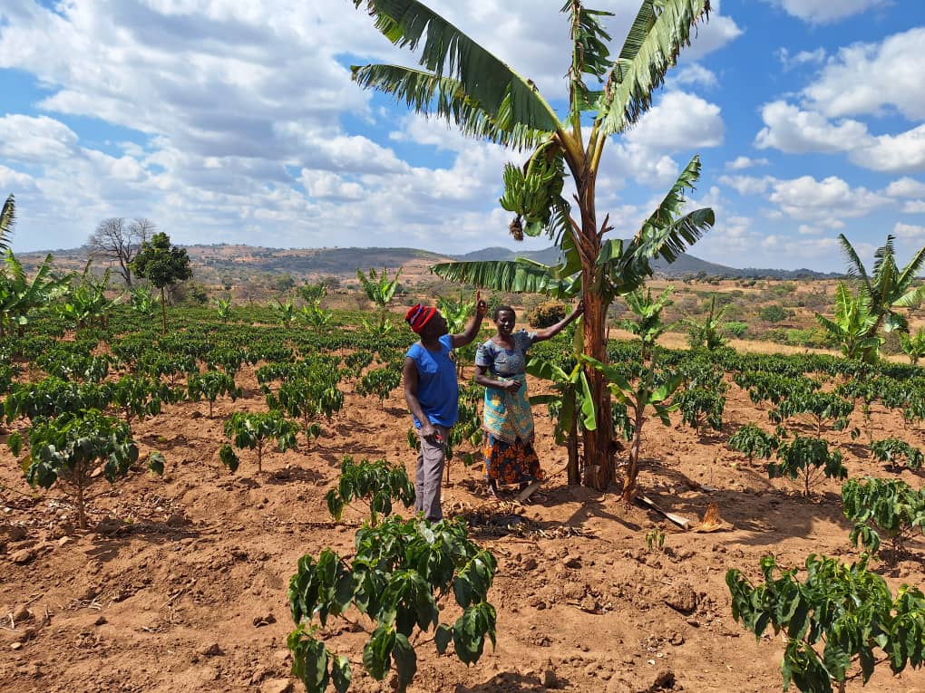 SolidaridadECA's tweet image. Sifa Nyingi is transforming coffee farming in Bahanko AMCOS, 🇹🇿. With @EUinTZ -funded support via @SolidaridaECA  #PACEProject, she&apos;s boosting yields, income &amp;amp; resilience through climate-smart, women-led farming. 
#WomenInAg #ClimateAction #CoffeeFarming #GRP