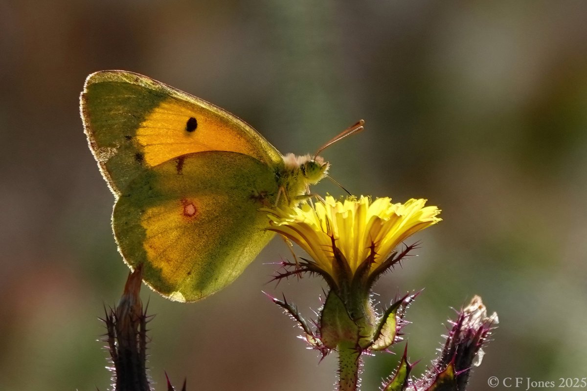 Craig Jones (@craig63jones) on Twitter photo Early morning Clouded Yellow. Grafton Wood, Worcs 25/8/25.
<a href="/BC_WestMids/">West Midlands Butterfly Conservation</a> <a href="/WorcsWT/">Worcs Wildlife Trust</a> <a href="/savebutterflies/">Butterfly Conservation 🦋</a> Early morning Clouded Yellow. Grafton Wood, Worcs 25/8/25.
<a href="/BC_WestMids/">West Midlands Butterfly Conservation</a> <a href="/WorcsWT/">Worcs Wildlife Trust</a> <a href="/savebutterflies/">Butterfly Conservation 🦋</a>