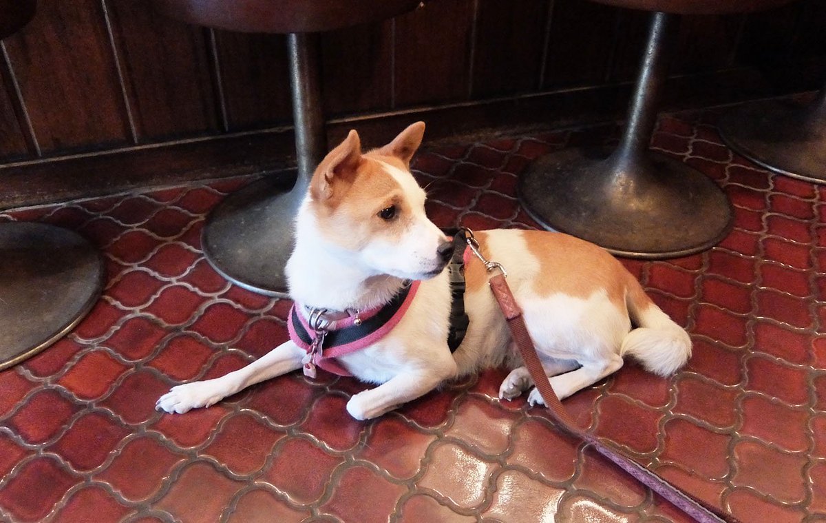 待ち人 来たらず。

🐶ササミのおばちゃんも
ミルクのおばちゃんもいない…🙄