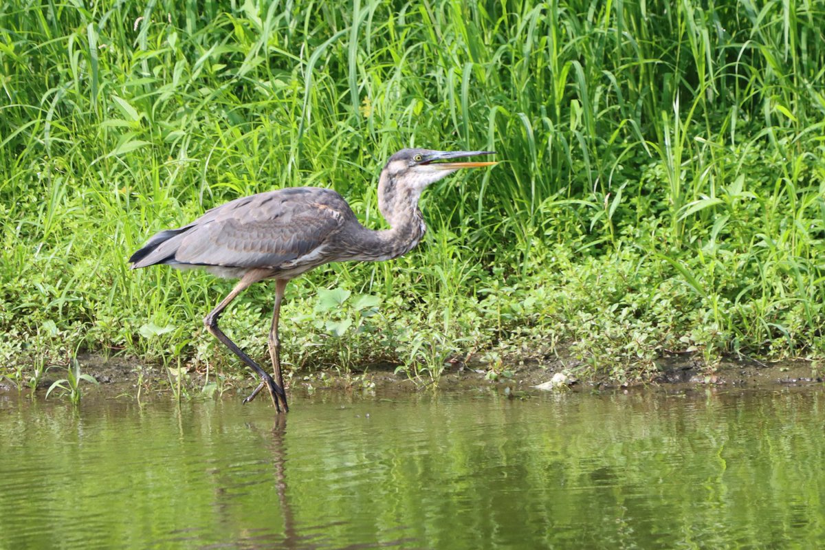 Have a good Tuesday all. #birds #birding #birdphotography #birdsoftwitter