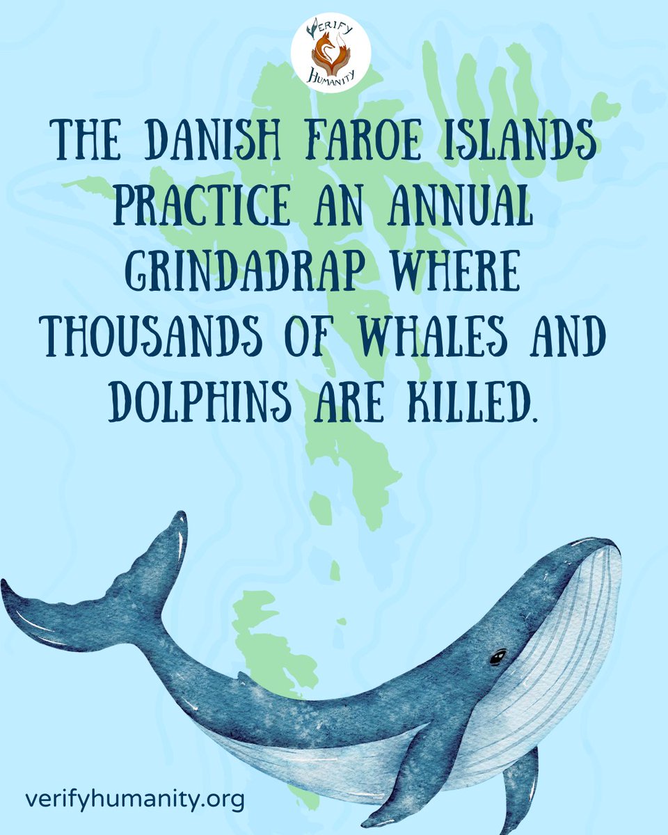 VeriHumanity's tweet photo. The grindadráp (the controversial hunting of whales and dolphins in the Faroe Islands) continues to spark global outrage. And yet, the UK has signed another agreement with the Faroe Islands, turning a blind eye to cruelty, environmental harm, &amp; outdated practices.
#savethewhales https://t.co/vIDvdVyeZO