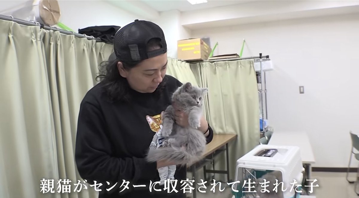 俺の家族の保護猫であるトラ丸とキジ丸を譲渡いただいたWANBOオーナーのwakaさんの活動の動画です。

彼女は今、東京都の保護犬、保護猫の
殺処分を0にする活動を実費でやっています。

短い動画なので、どうかリンクに飛んでいただき『飼い主のいない猫達』の実情を知ってください。