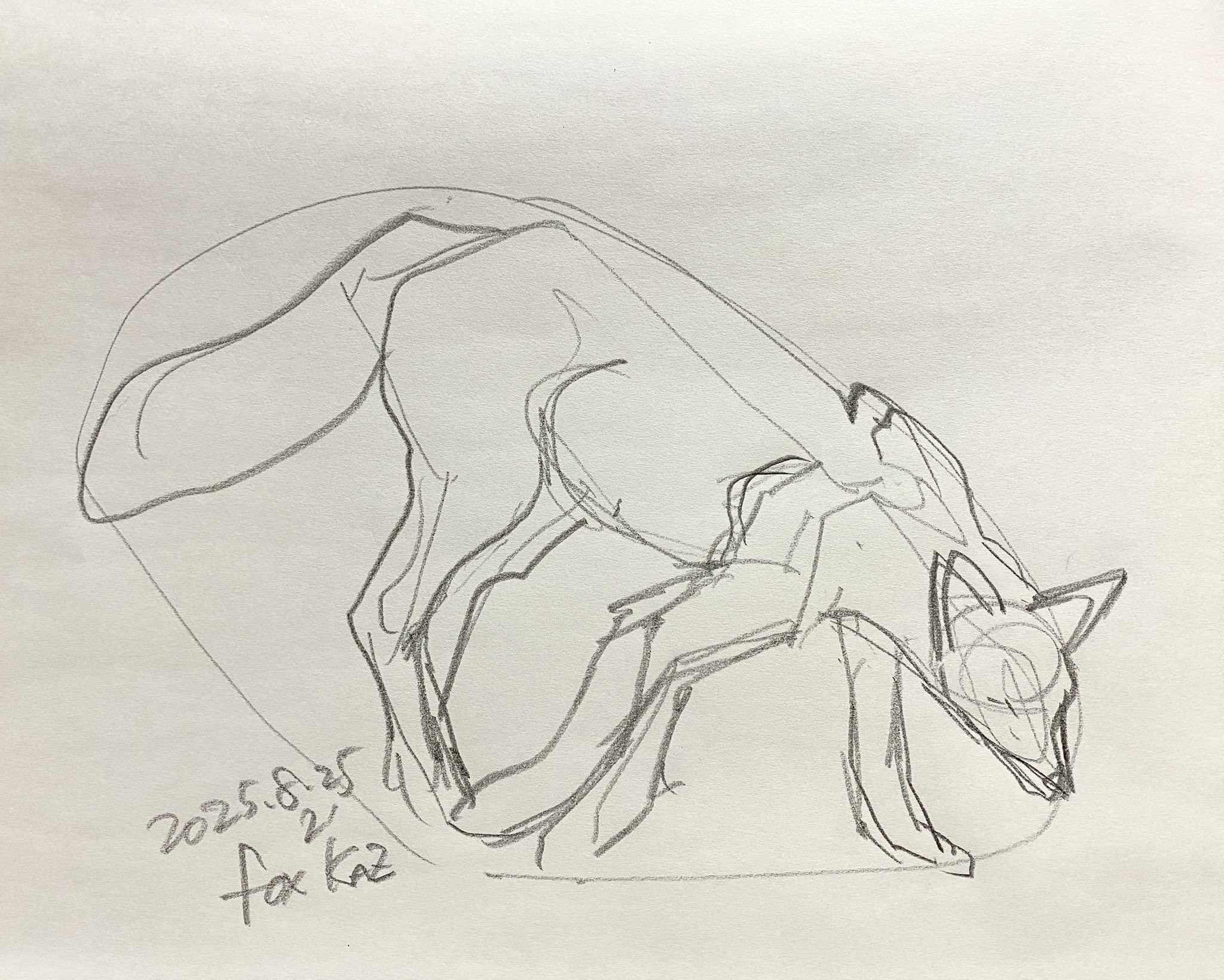 狐の鉛筆画 キツネのスケッチ」の写真素材 | 51,688件の無料イラスト画像