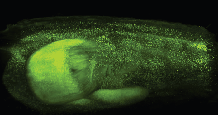 What makes light-sheet microscopy essential for brain research? news-medical.net/whitepaper/202…