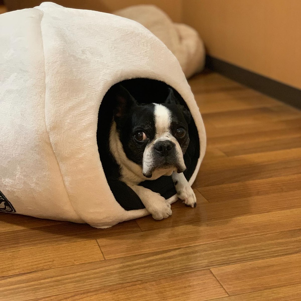 Psychobox_LAB's tweet photo. 明日の水曜日は定休日♪ 🫡
・
#Psychobox #サイコボックス #PsychoboxLAB
#bostonterrier #ボストンテリア
#Muu #むー #MuuForever #dog
#fashion #ファッション
#selectshop #セレクトショップ #米子セレクトショップ
#米子 #米子市 #松江 #鳥取 #出雲 https://t.co/0gMF3L6GvT