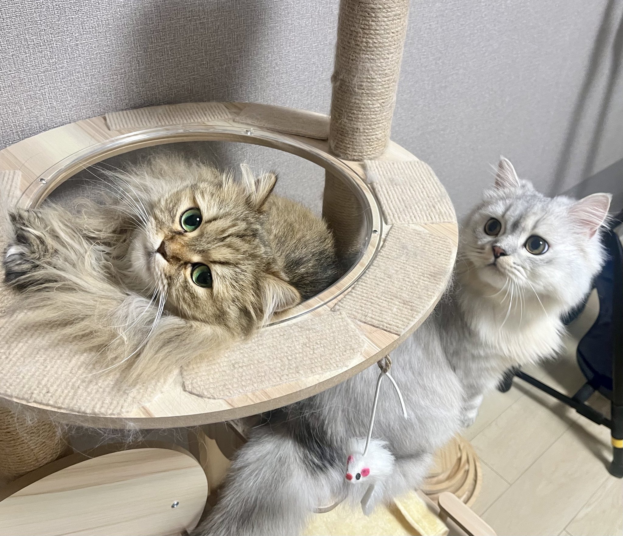 おこげ🐾サイベリアン on X: 