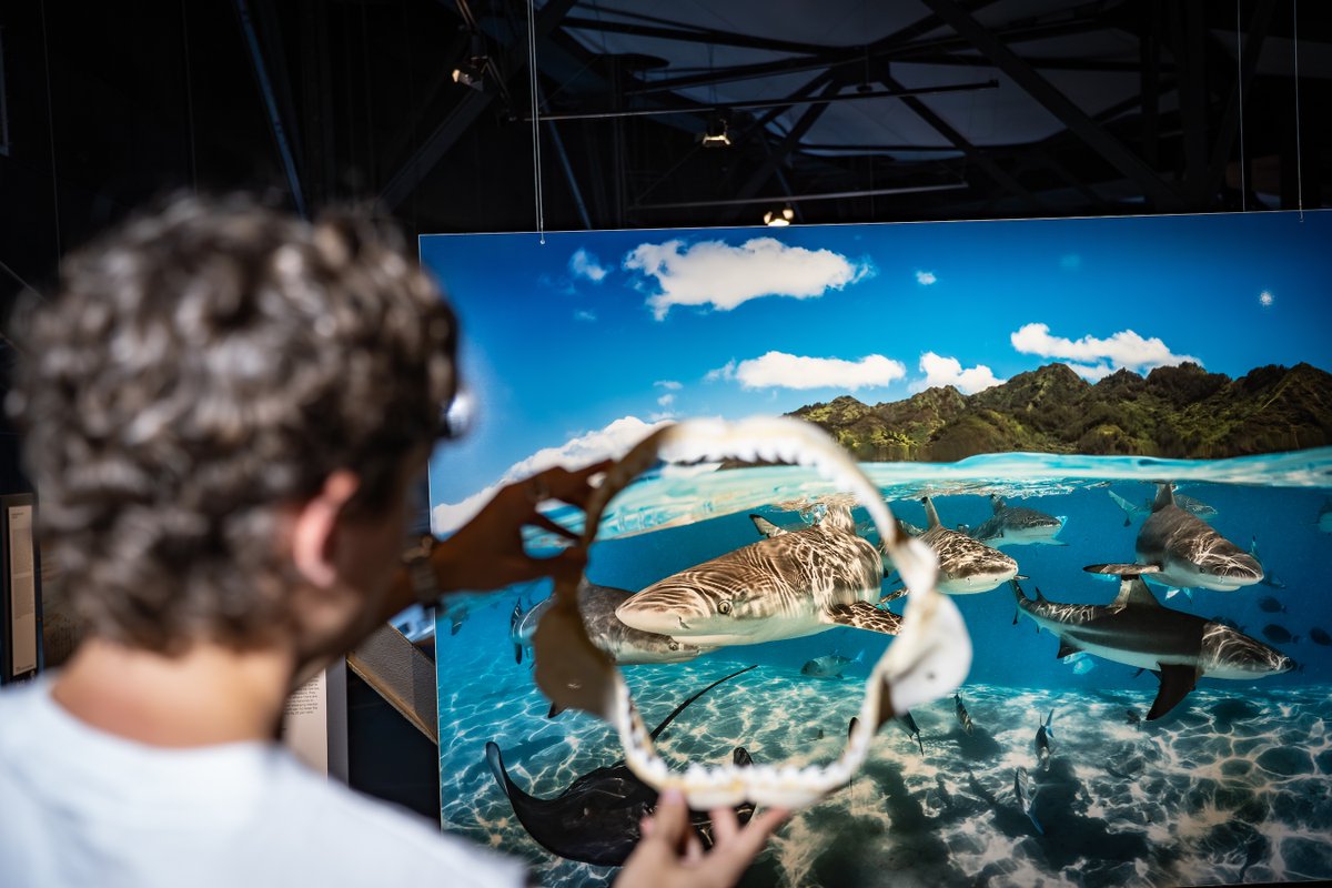 Unsere Hai-Führungen sind zurück! 🦈 Vom 3. bis 5. Oktober finden jeweils um 10:30 und 12:00  - sowie am Freitag und Samstag auch um 13:30 Uhr - wieder die beliebten Rundgänge mit Max, dem Hai-Experten von ElasmOcean statt. 

gasometer.de/de/aktuelles/h… 

📷️ Philip Beckmann