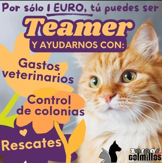 ¡HAZTE TEAMER Y AYÚDANOS!
Es una forma muy fácil de ayudar y muy económica. Con tan sólo 1 euro al mes nos estarás ayudando muchísimo en nuestra labor. ¿A qué esperas para formar parte? Tu euro marca la diferencia.
¡Ayúdanos a ayudar! ✊🏼💞 

teaming.net/protectoradean…