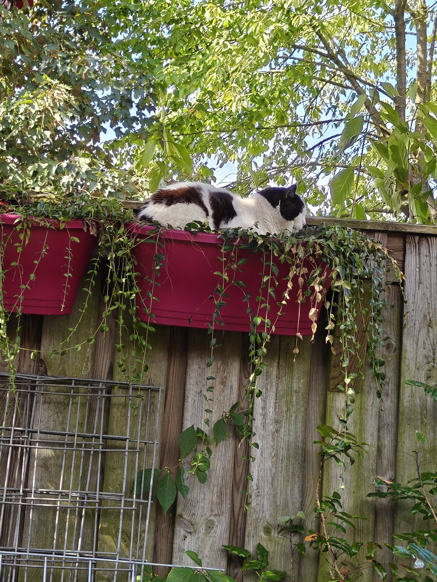 Personeel was mij al kwijt maar ik heb een mooi slaapplekje gevonden #CatsofTwittter