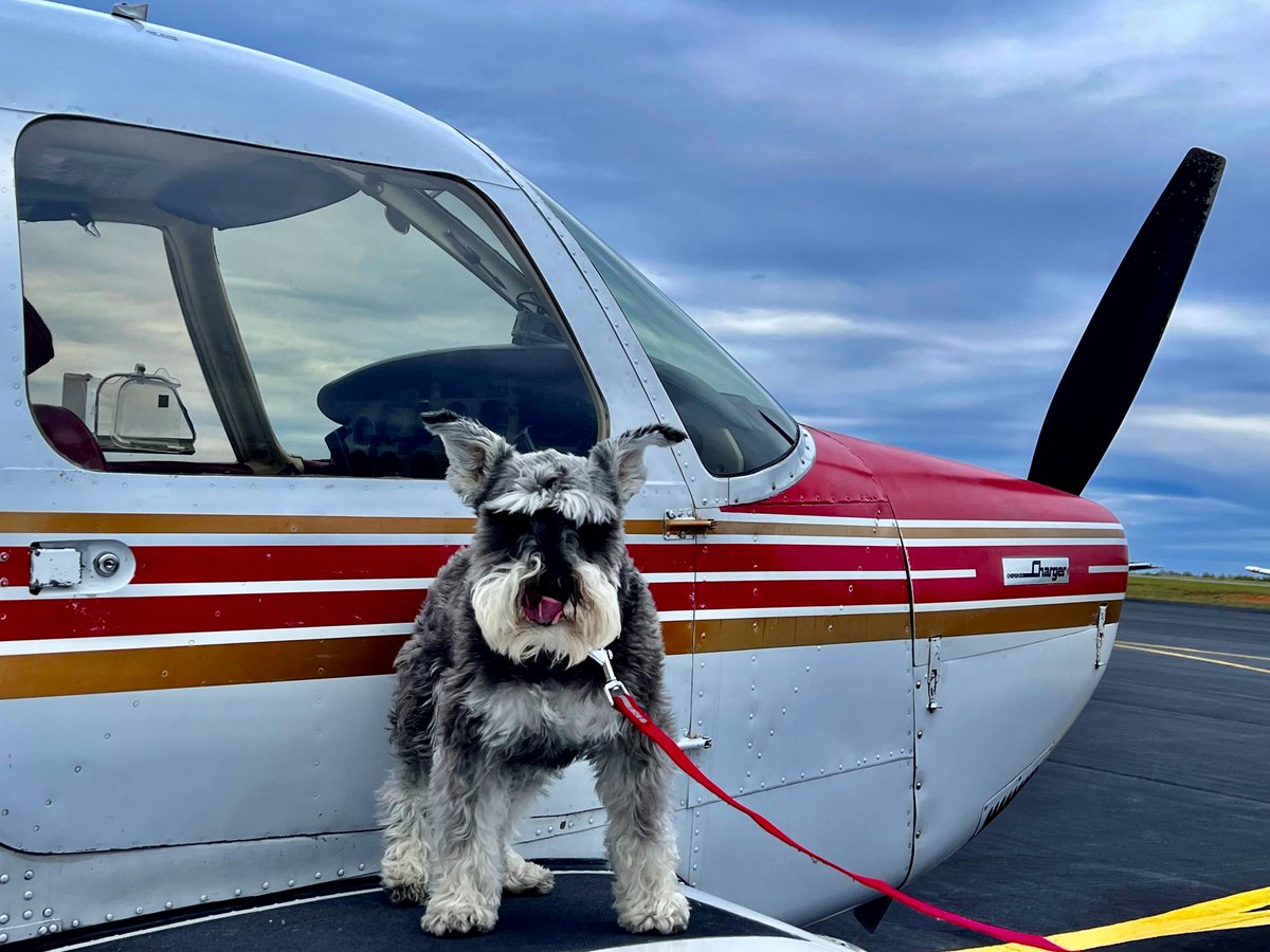 We are celebrating #NationalDogDay! Whether they're riding shotgun or keeping watch from the cockpit, dogs bring energy and a sense of #adventure to every #flight. Here's to our four-legged friends who make every takeoff, landing, and journey a little brighter. #FlyContinental