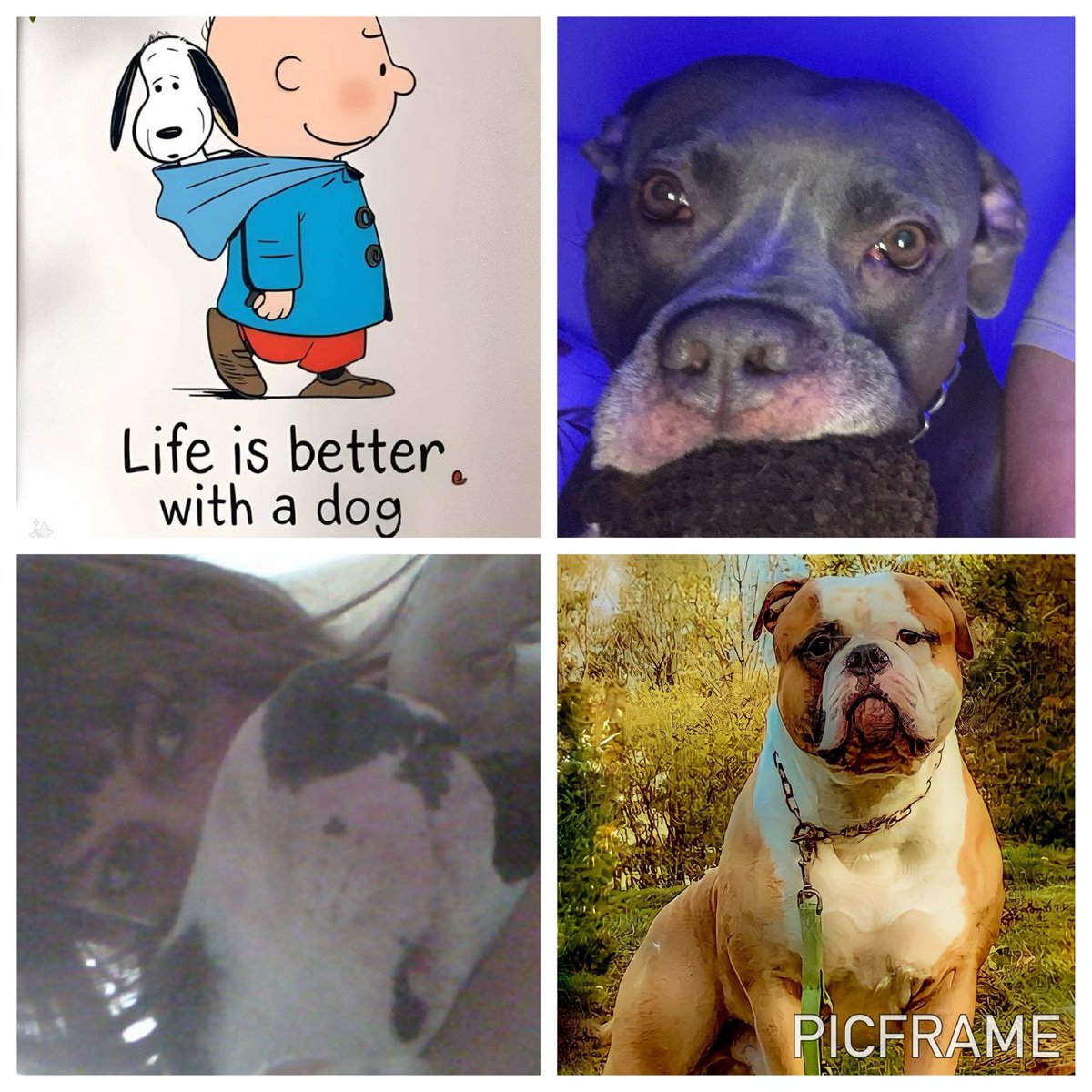 Happy international Dog Day to all our fantastic dogs 👋🫶🏻👋🫶🏻❤️❤️❤️❤️🍀🍀🌈