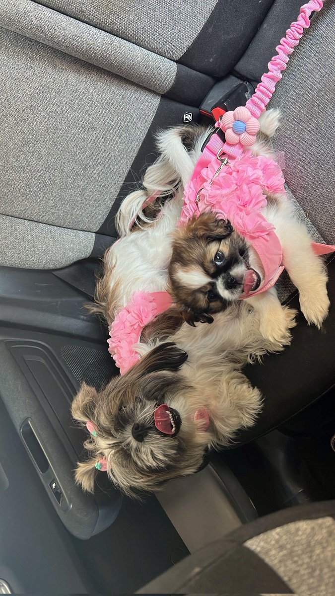 Παγκόσμια Ημέρα Σκύλου🐾
Η Gucci, η τρυφερή μανούλα, πάντα πρόθυμη να δώσει αγάπη και χάδια, και η μικρή της κόρη, η παιχνιδιάρα και γλυκιά Μέλι
Κάθε στιγμή μαζί τους είναι μια υπενθύμιση για το πόση αγάπη, ζεστασιά και αφοσίωση μπορεί να μας χαρίσει ένας σκύλος.