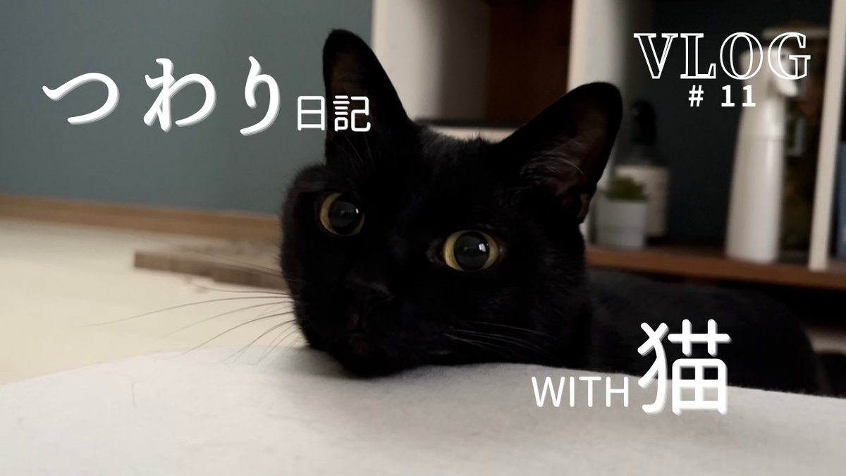 黒猫 楽天市場】ケーセン 本物志向の猫ぬいぐるみ 猫「Mauz」40cm