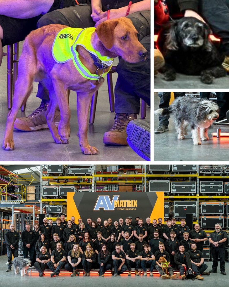 🐾🐶Happy International Dog Day!🐕🐾

Celebrating our beloved four-legged friends at AV Matrix who bring great joy in the office and never miss our team activities!😍

#InternationalDogDay #TeamAVMatrix #AV #EventProfs