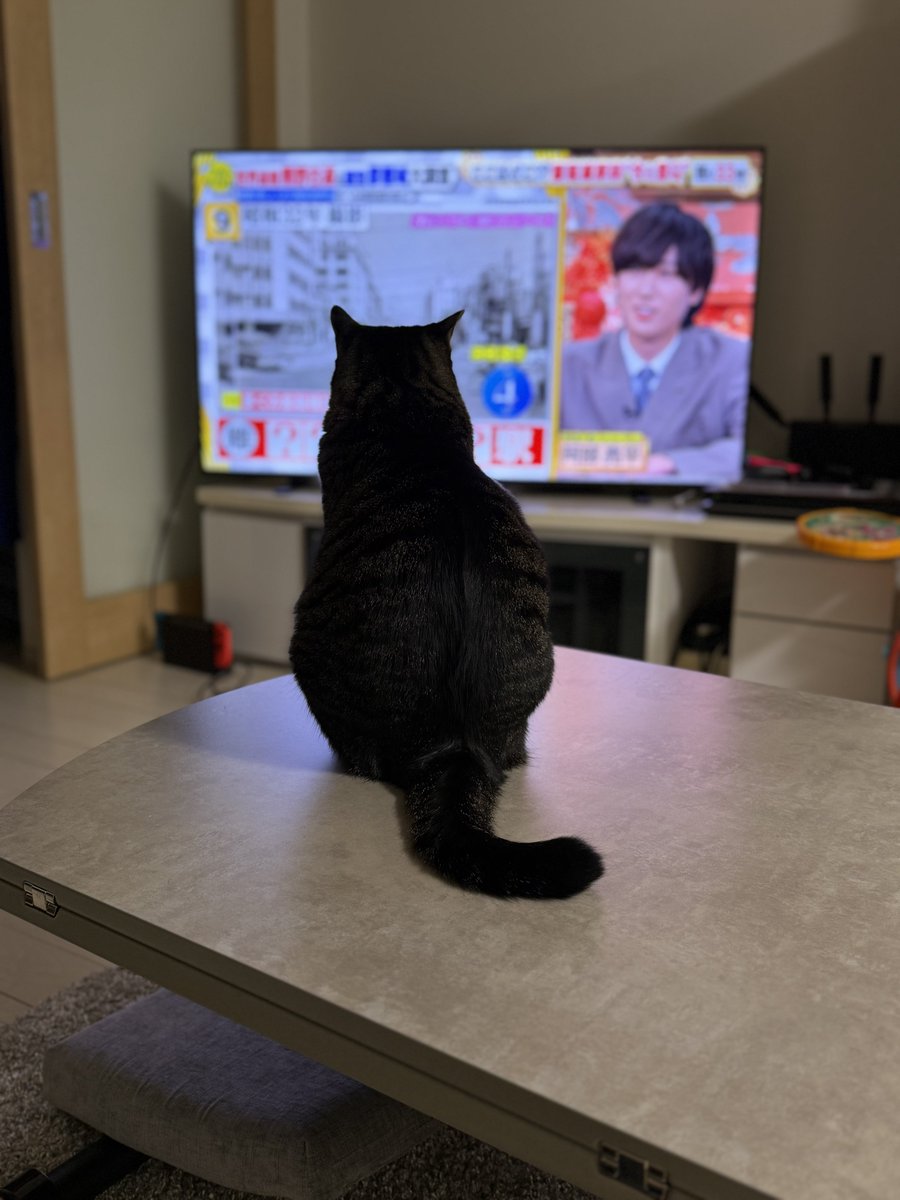 猫様ちょいおでぶすぎて首のくびれがない…😇