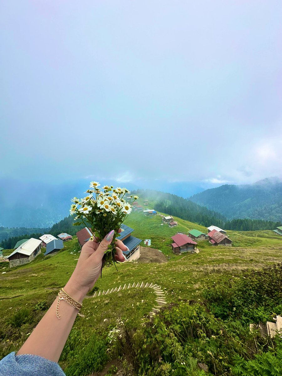 Matthiola19 tweet media