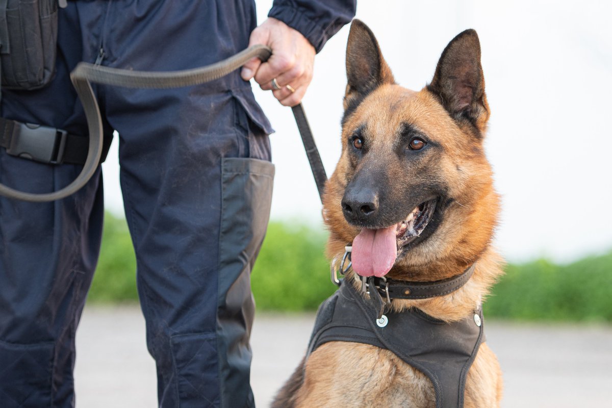 PoliceNat83's tweet photo. #JournéeMondialeDuChien 
🐕 chien de recherche stups
🐶 chien de recherches armes 
À l'occasion de cette journée, mettons à l'honneur nos coéquipiers qui ont du flair !
👏 à tout le personnel de la #Police à la fois #canin et humain pour leur service.   
#proteger  #dogday https://t.co/7hesRa5j9r