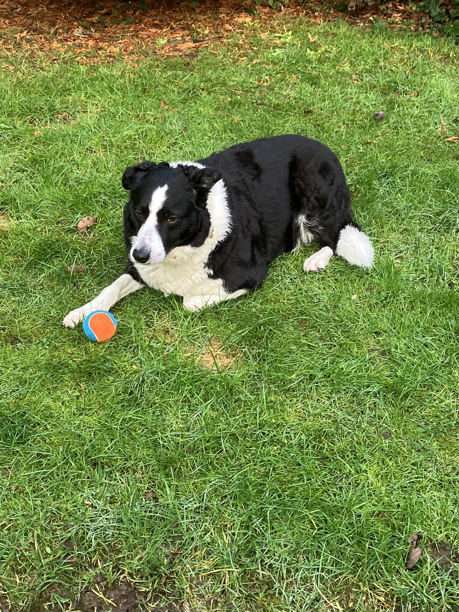 Happy #internationaldogday2025 to all my paw pals 🐾 <a href="/rfj1966/">RFJ💙 🇺🇦</a>