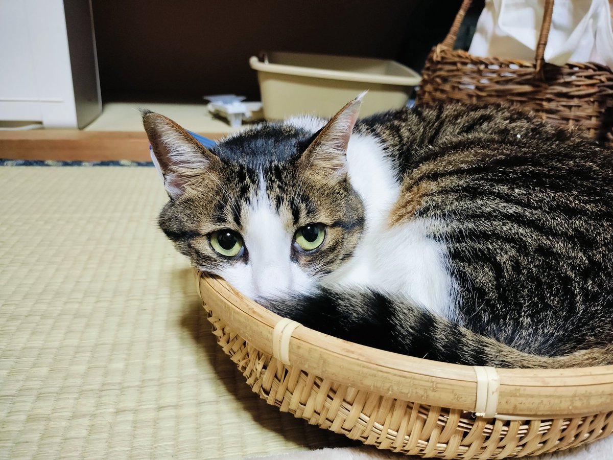 かごにゃんこ✨
※あ〜、焚き火を眺めながらおしゃべりしたい…