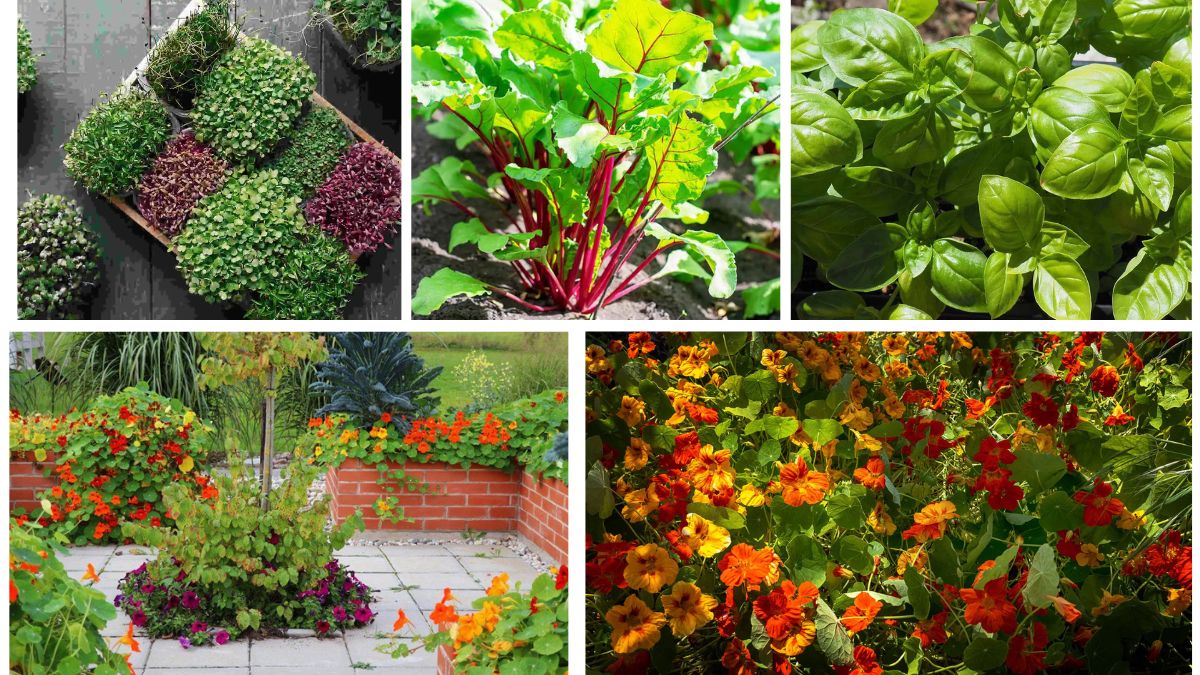 GNGAgritech's tweet photo. 5 Unique Garden Plants with Edible Leaves You Can Grow at Home
https://t.co/sDio4VWvAm
#Amarnath, #cactus, #garden, #gardening, #getgreengetgrowing, #gngagritech, #greenstories, #lettuce, #MalabarSpinach, #Marigold, #moringa, #Nasturtium, #plants, #sweetpotato https://t.co/CyV4mfBLqV