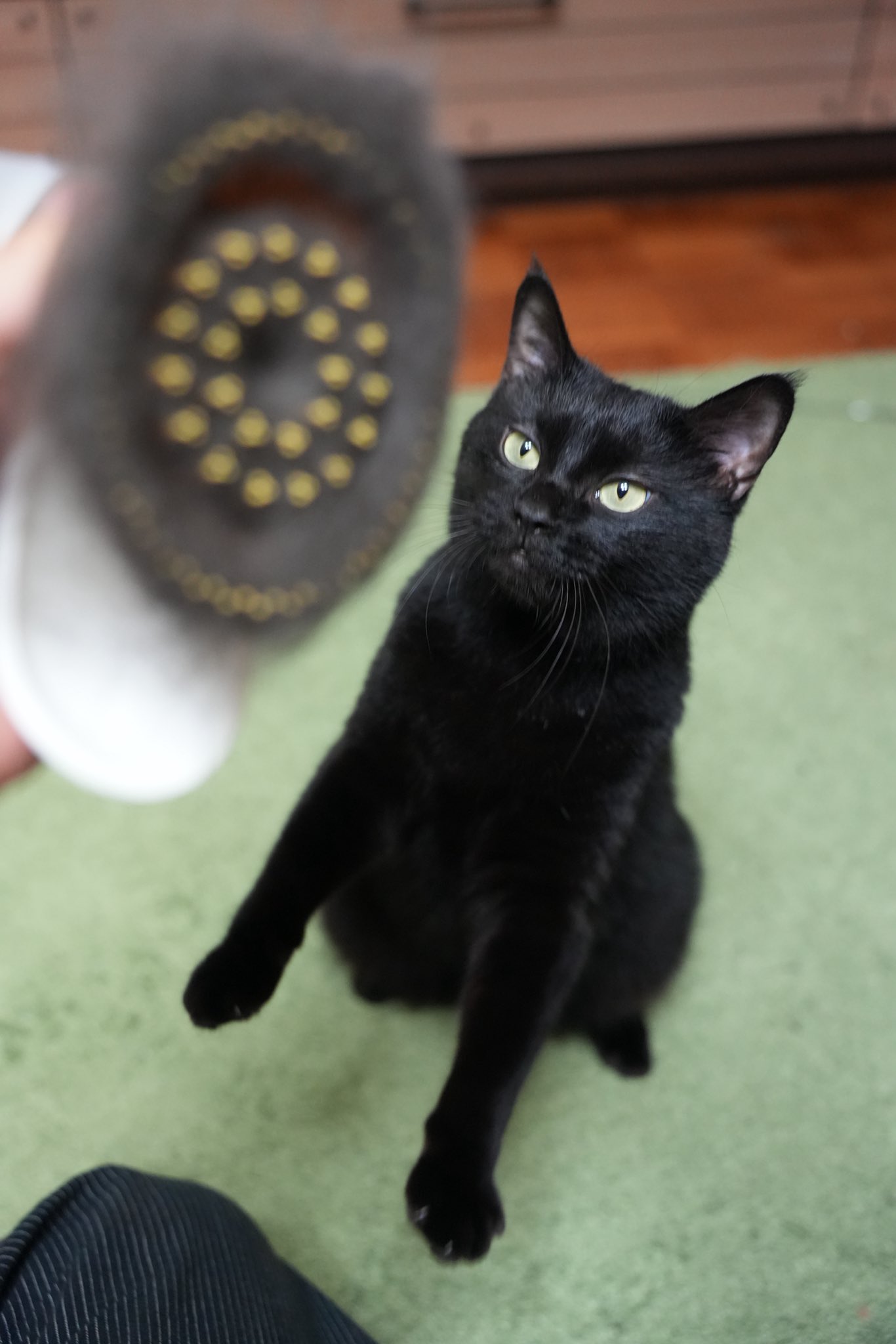 黒猫つくねちゃん太しっぽ on X: 